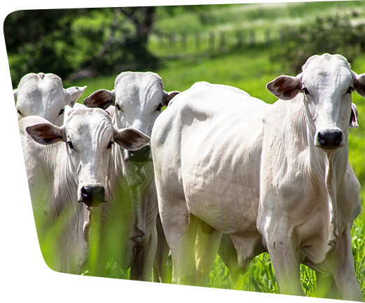 Óleos Agrícolas